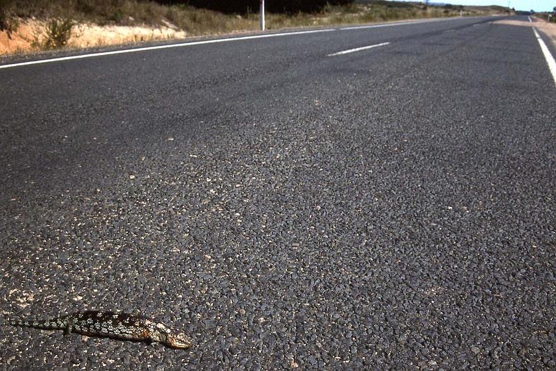 WT 0400 067-19 Australia.jpg